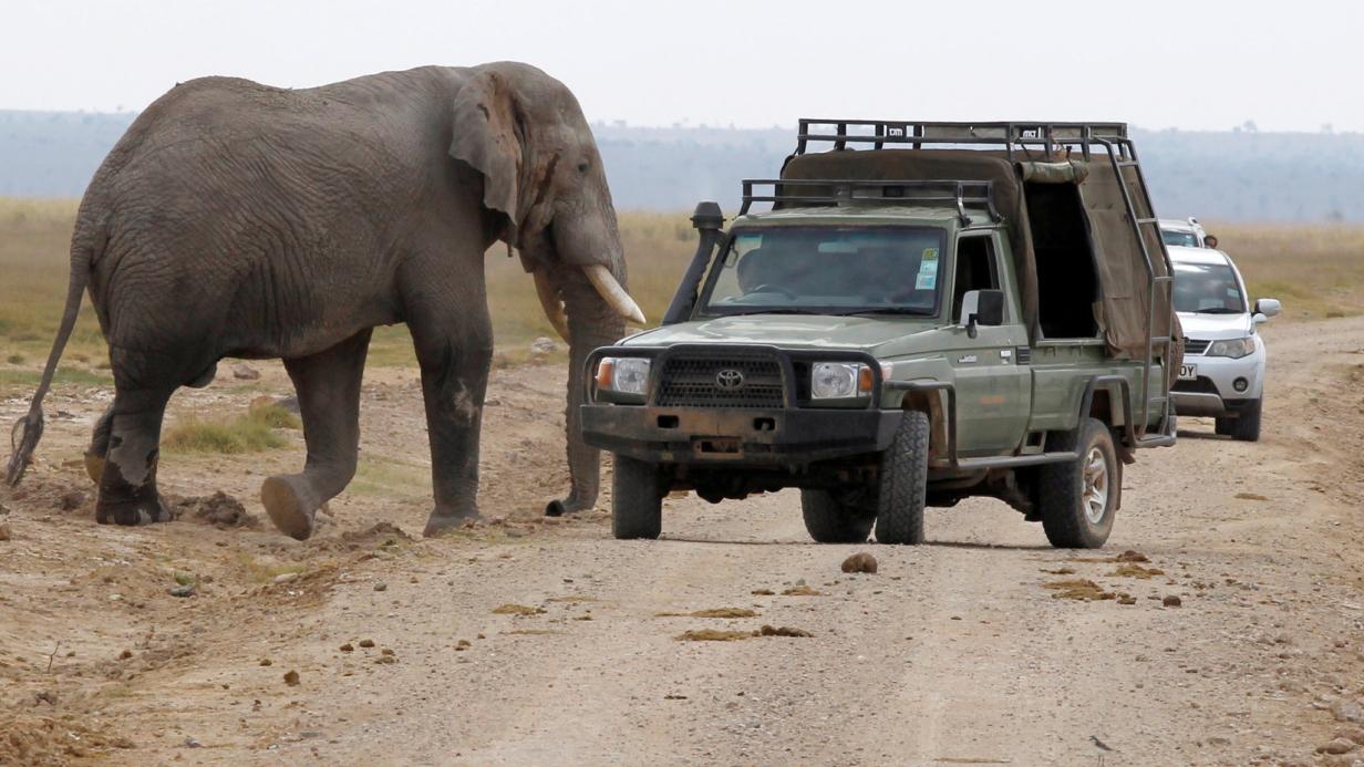 Elefant Trampelte Wilderer In S Dafrika Zu Tode