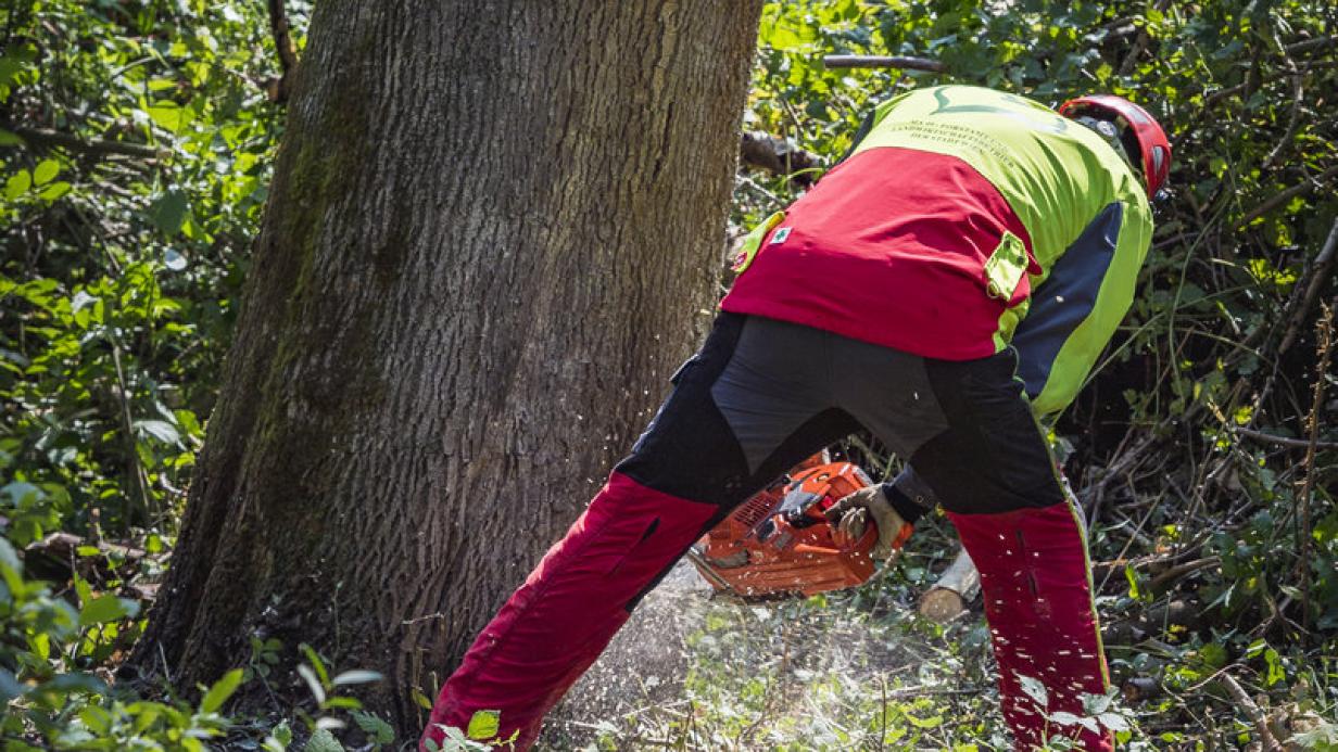 71 Jähriger bei Forstarbeiten von Baum erschlagen