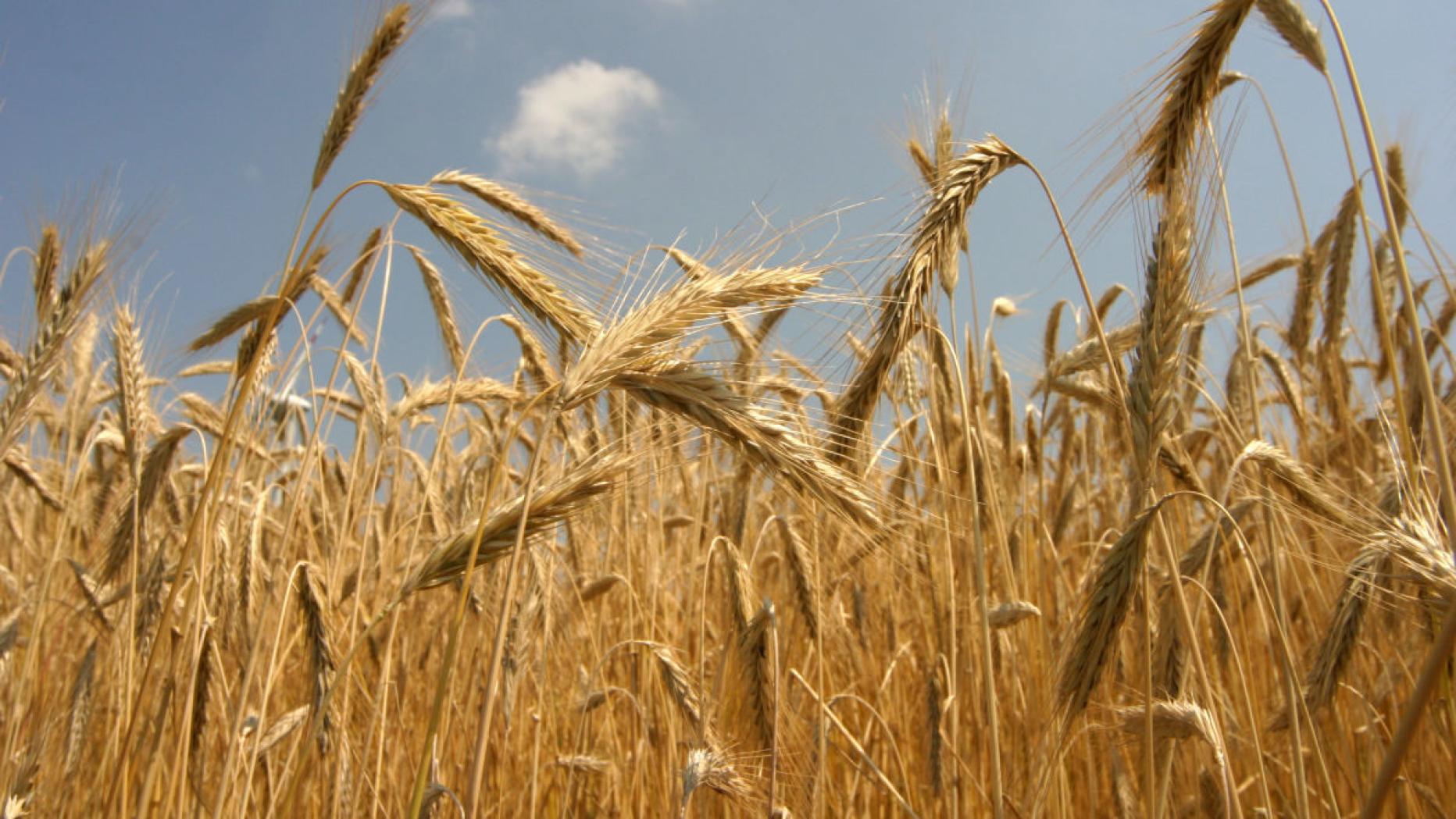 Getreide Landwirte Leiden Unter Trockenheit