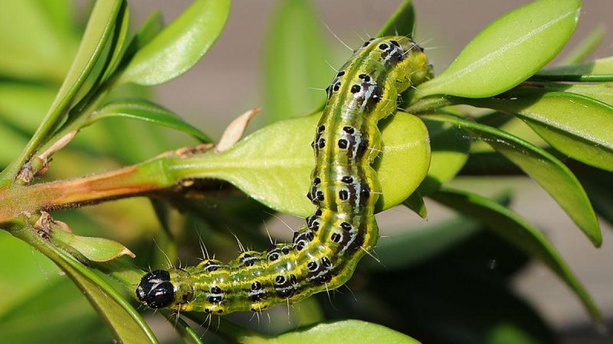 Die zehn häufigsten Schädlinge und Nützlinge im Garten