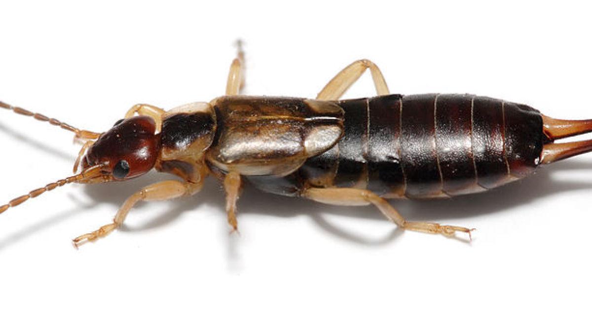 Die zehn häufigsten Schädlinge und Nützlinge im Garten