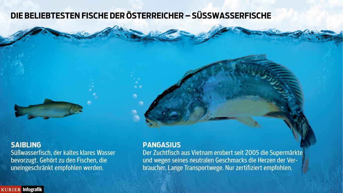 Welche Fische dürfen wir überhaupt noch essen? | kurier.at