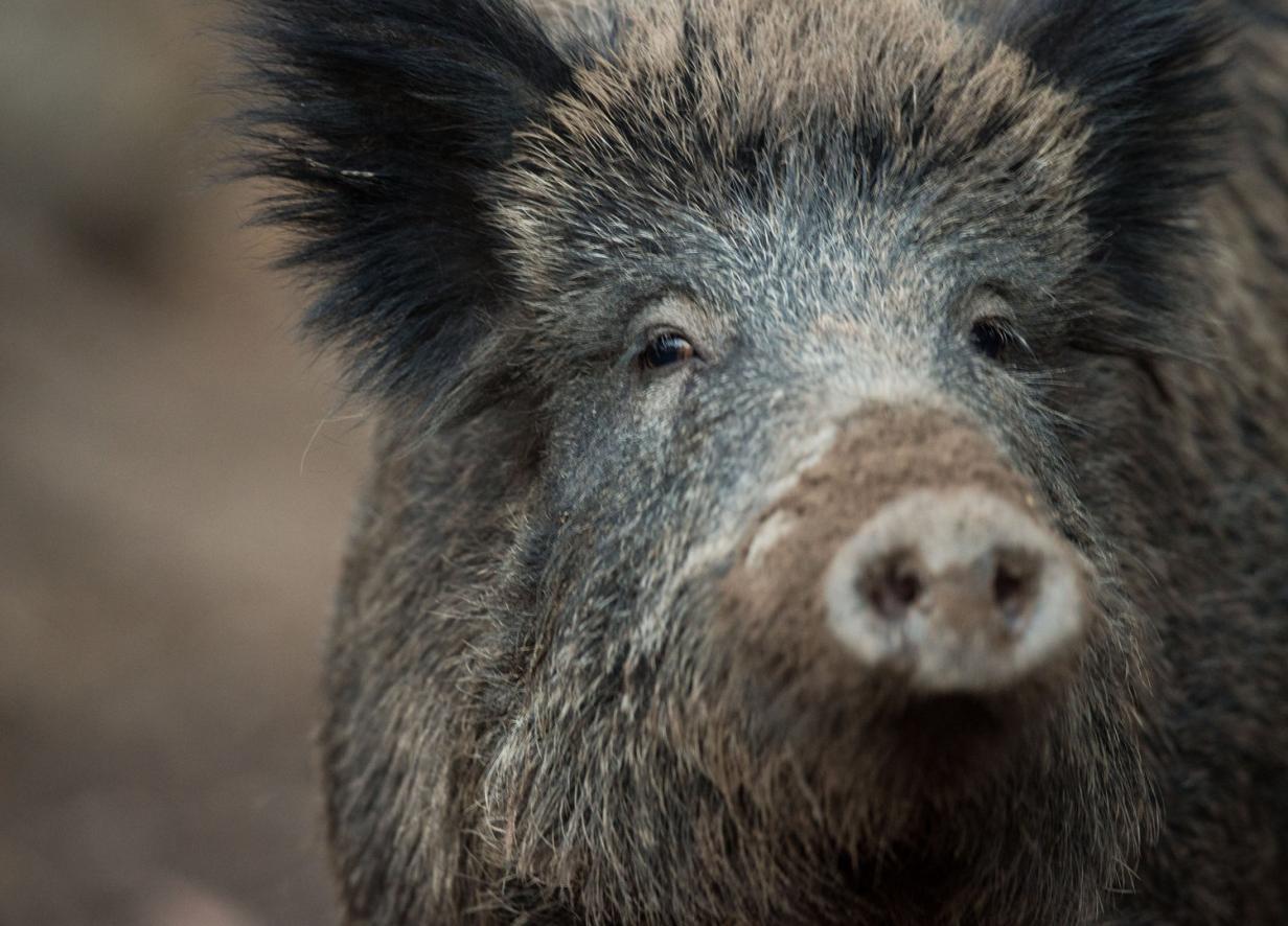 Hilfe, ein Wildschwein Wie man sich im Wald richtig verhält kurier.at Hilfe, ein Wildschwein Wie man sich im Wald richtig verhält kurier.at