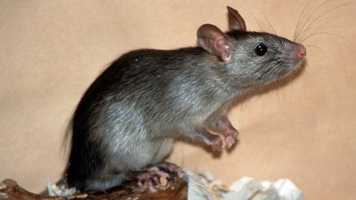 Wie gefährlich sind Ratten in der Stadt? kurier.at