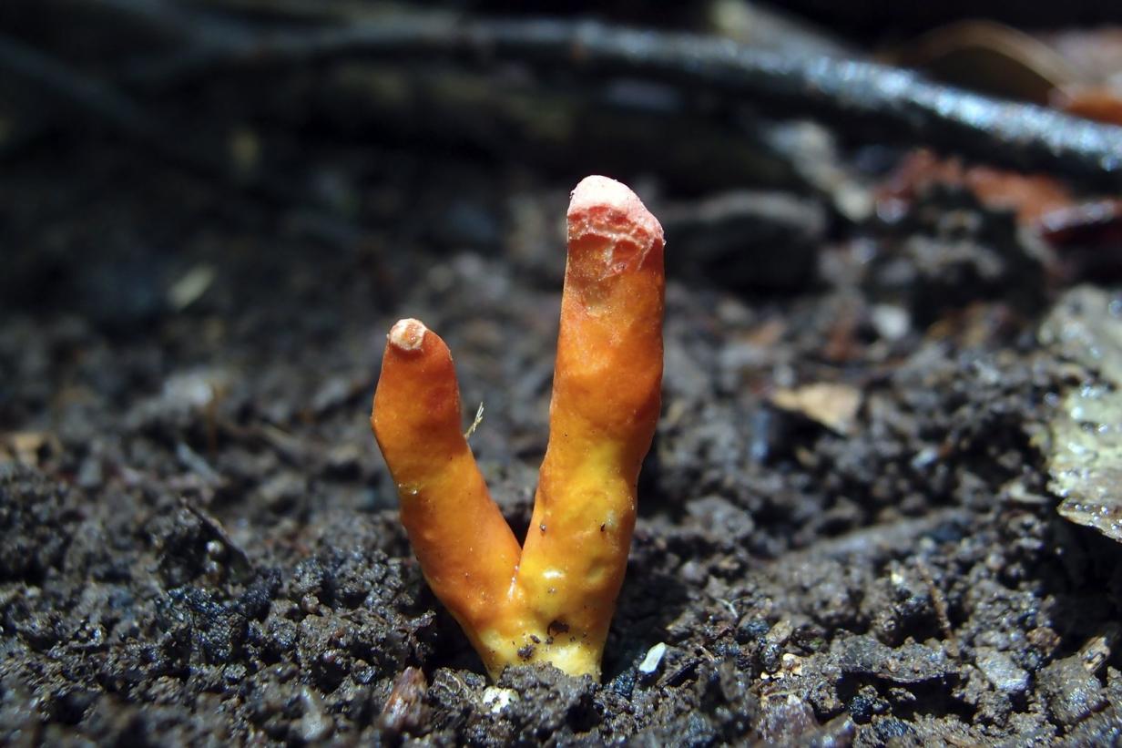 Erstmals in Australien entdeckt Giftigster Pilz der Welt auf Wanderschaft