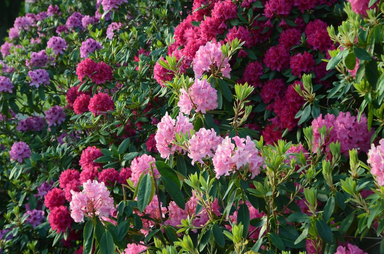 Rosen, Hortensien & Rhododendron Tipps für die Gartenklassiker