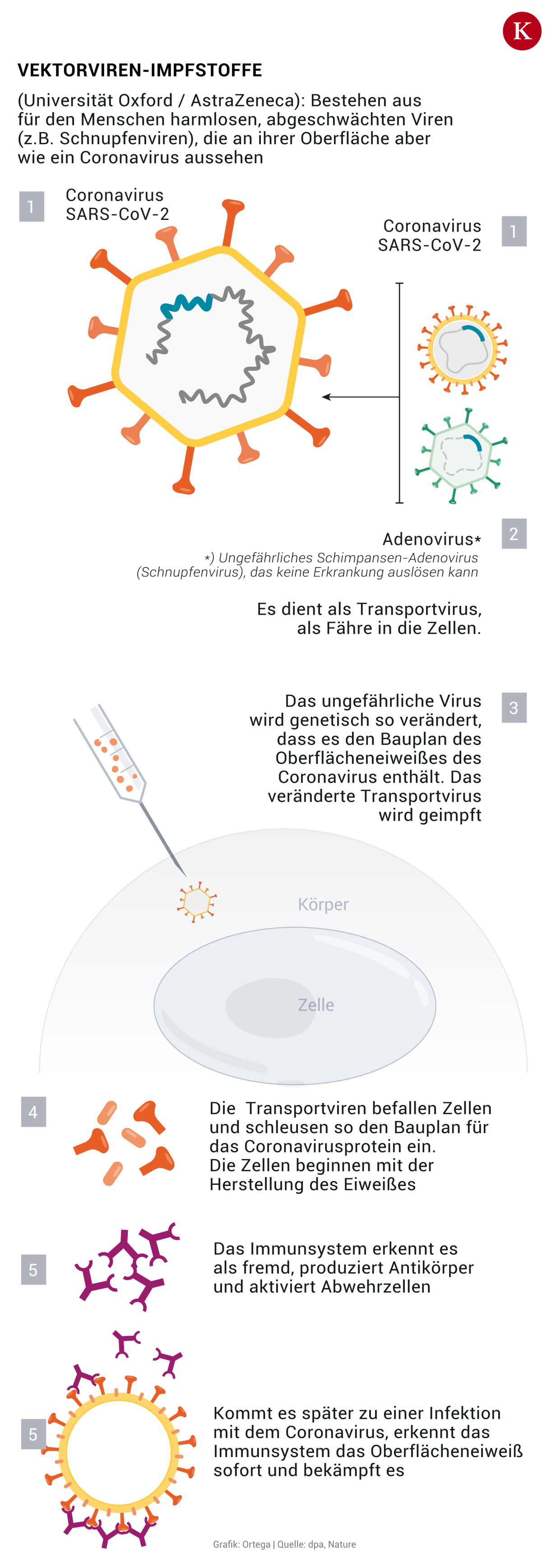 Mehr Rettung Als Risiko: Experten Beruhigen Corona-Impfstoff-Skeptiker