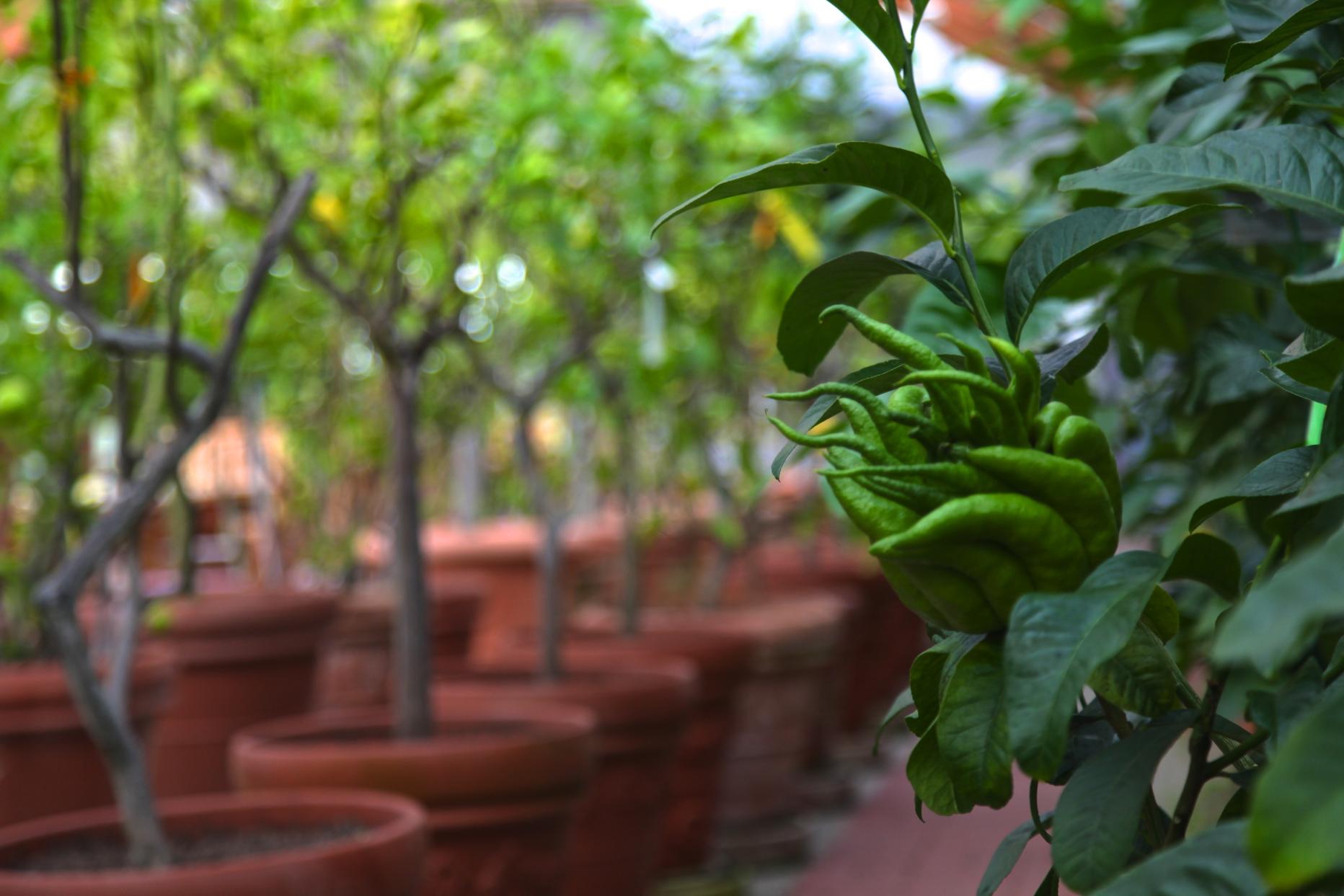 Seltene Zitronen-Sorten aus Kärnten | kurier.at