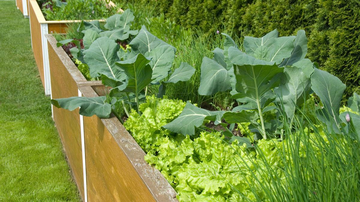 6 Fakten zum Hochbeet