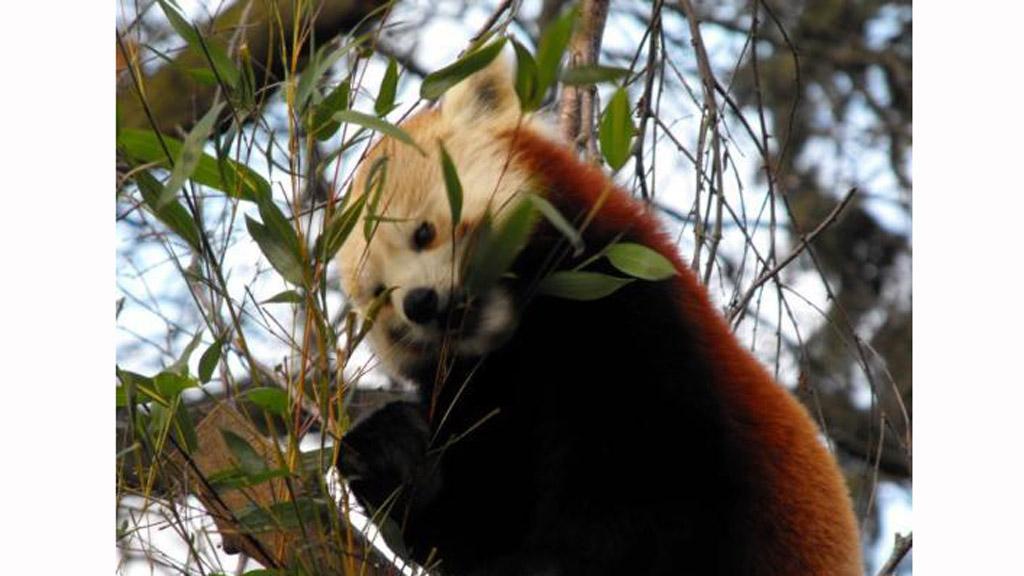 Europas beliebteste Zoos die Top 10