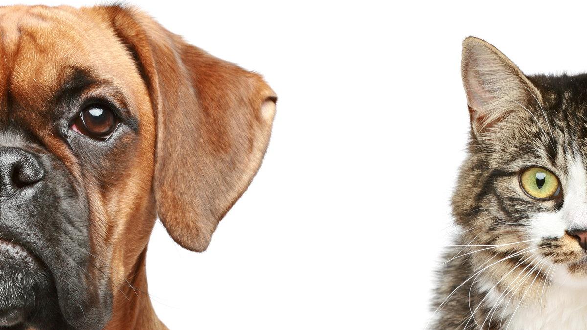 Rechte und Pflichten von Gartenbesitzern kurier.at