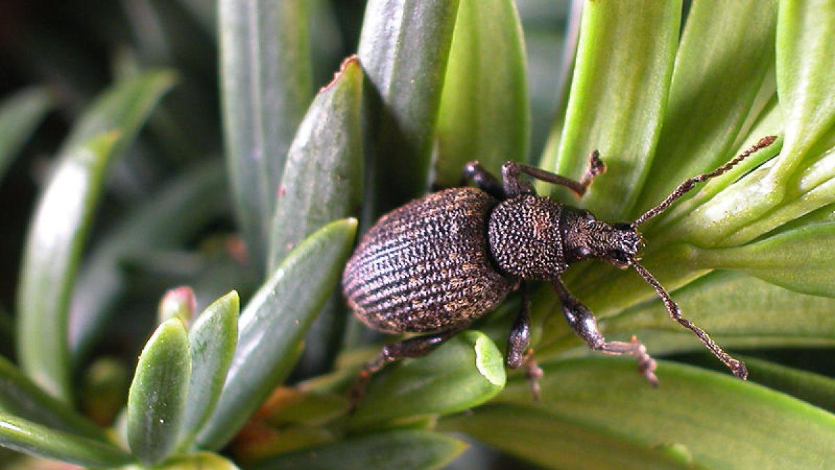 Die zehn häufigsten Schädlinge und Nützlinge im Garten