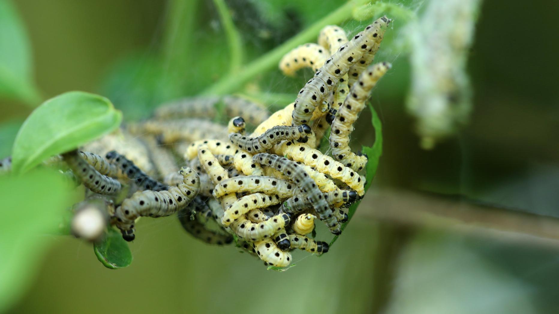 Die Gespinstmotte wickelt derzeit Bäume und Sträucher ein
