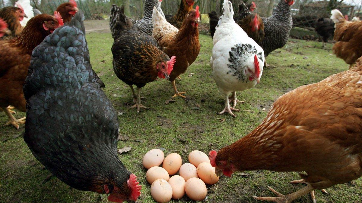 Lassen sich abgeschreckte Eier leichter schälen? | kurier.at