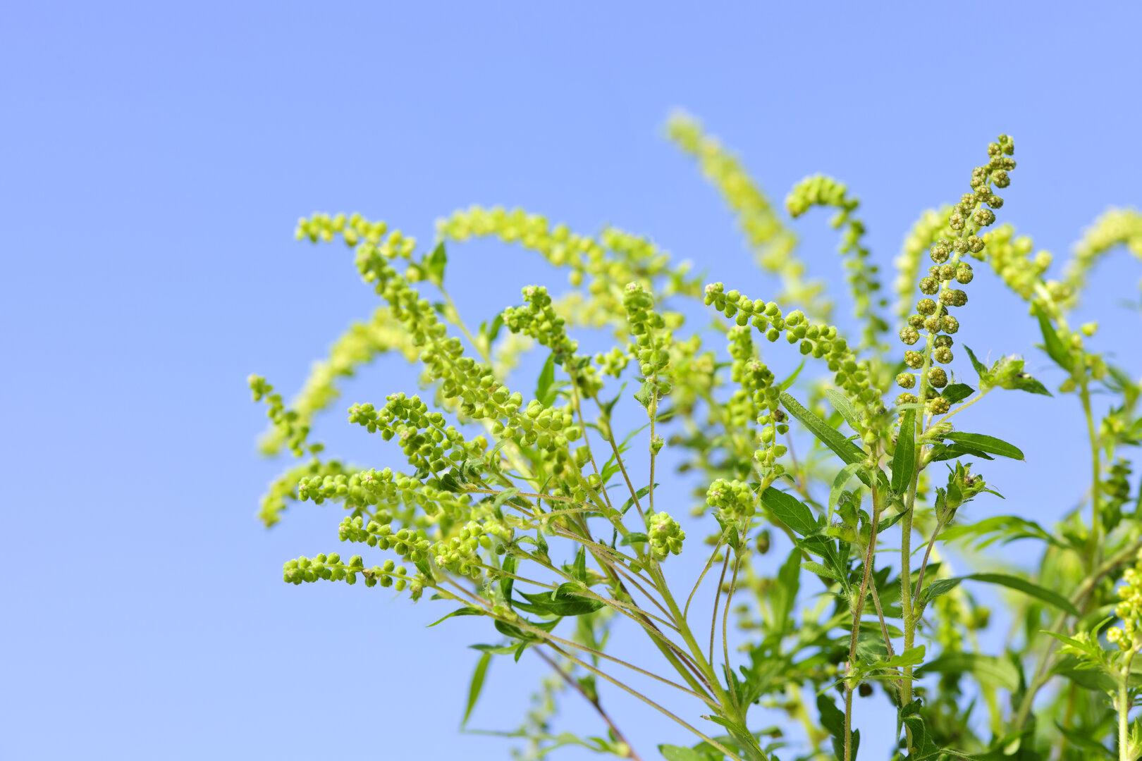 Ragweed Was Sie über das AllergieKraut wissen müssen