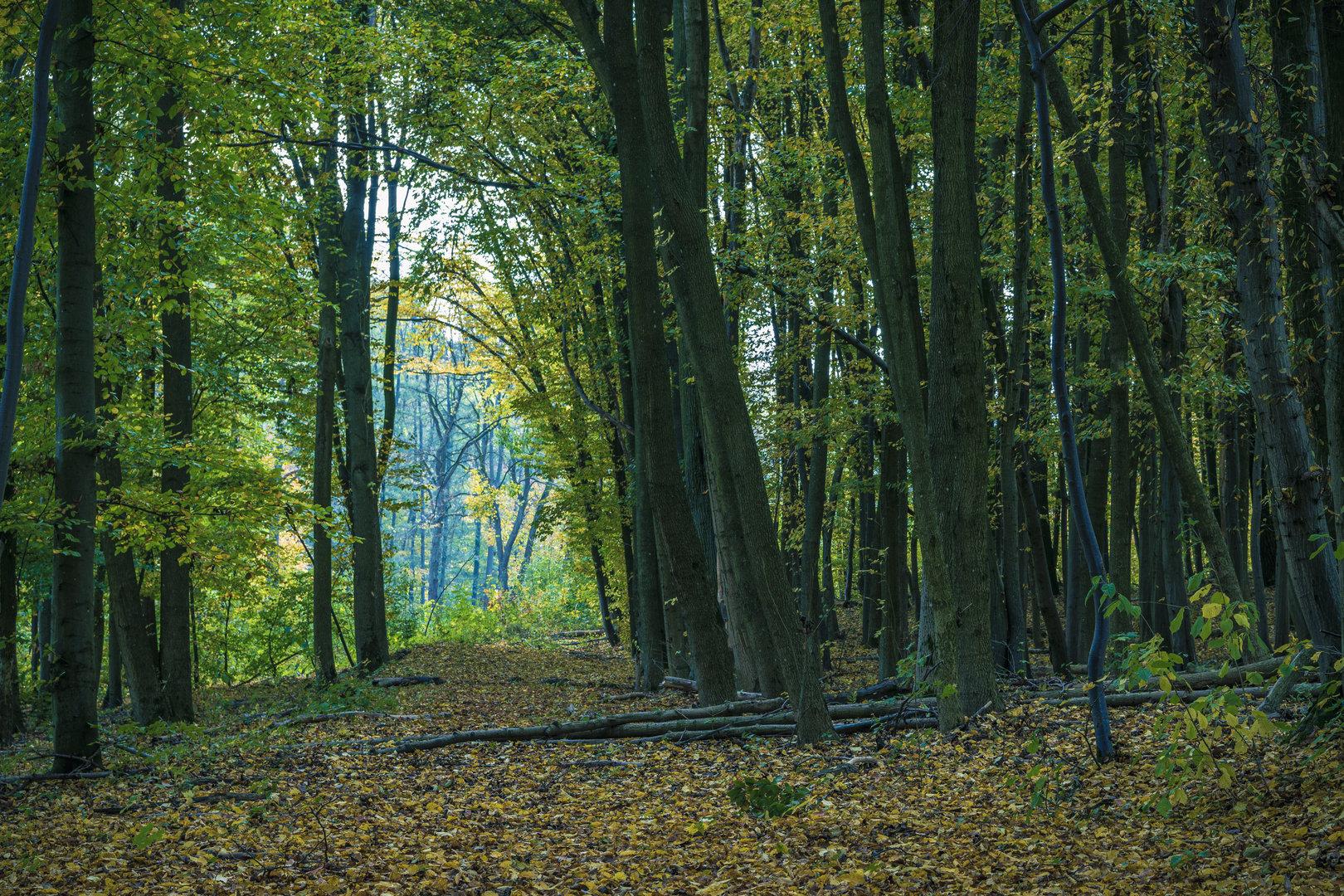 Waldbestattung Für jeden Toten den richtigen Baum kurier.at