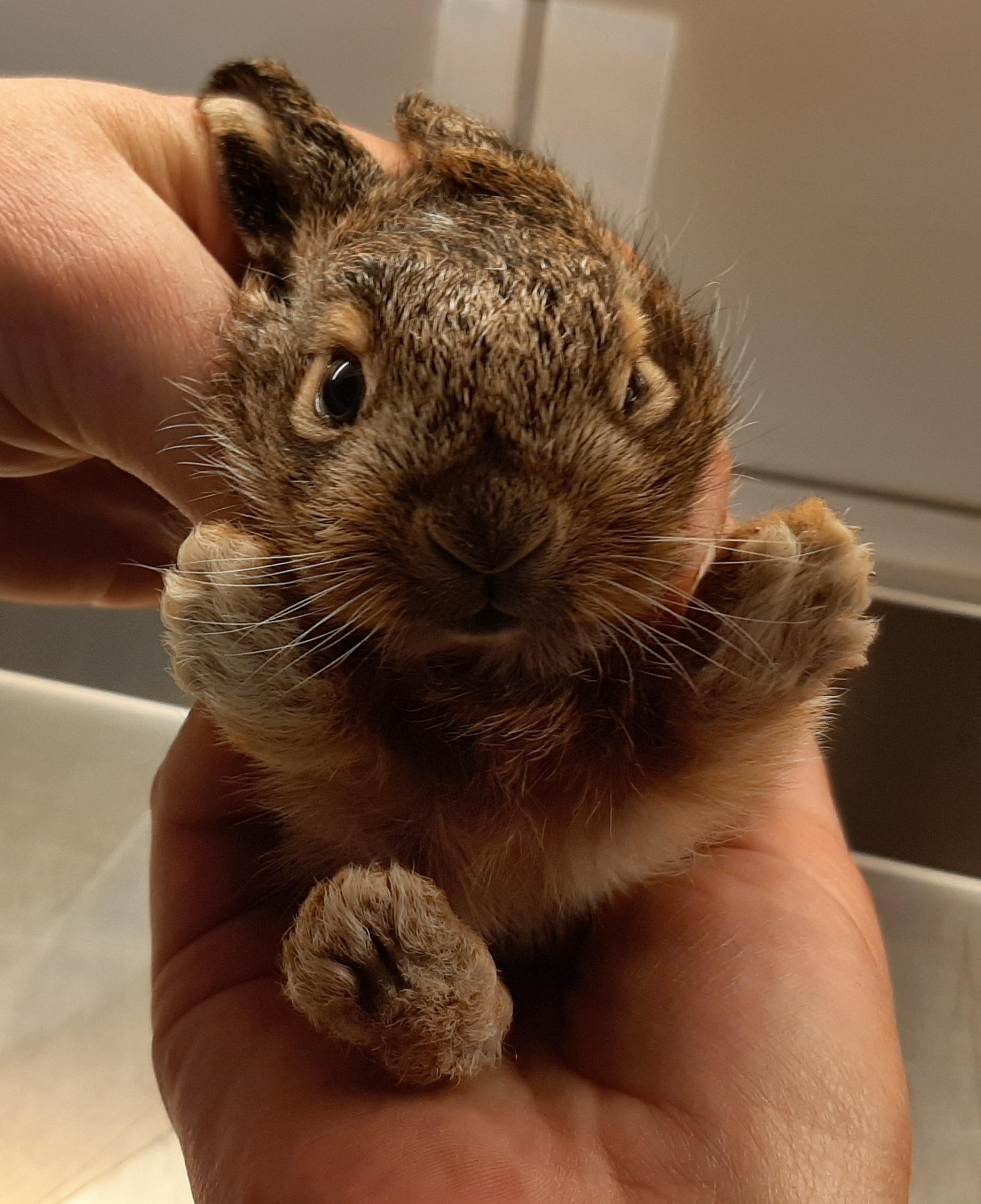 Ab Wann Darf Man Hasenbabys Auf Die Hand Nehmen Erste Hasenbabys abgegeben: Klimawandel verwirrt Tiere