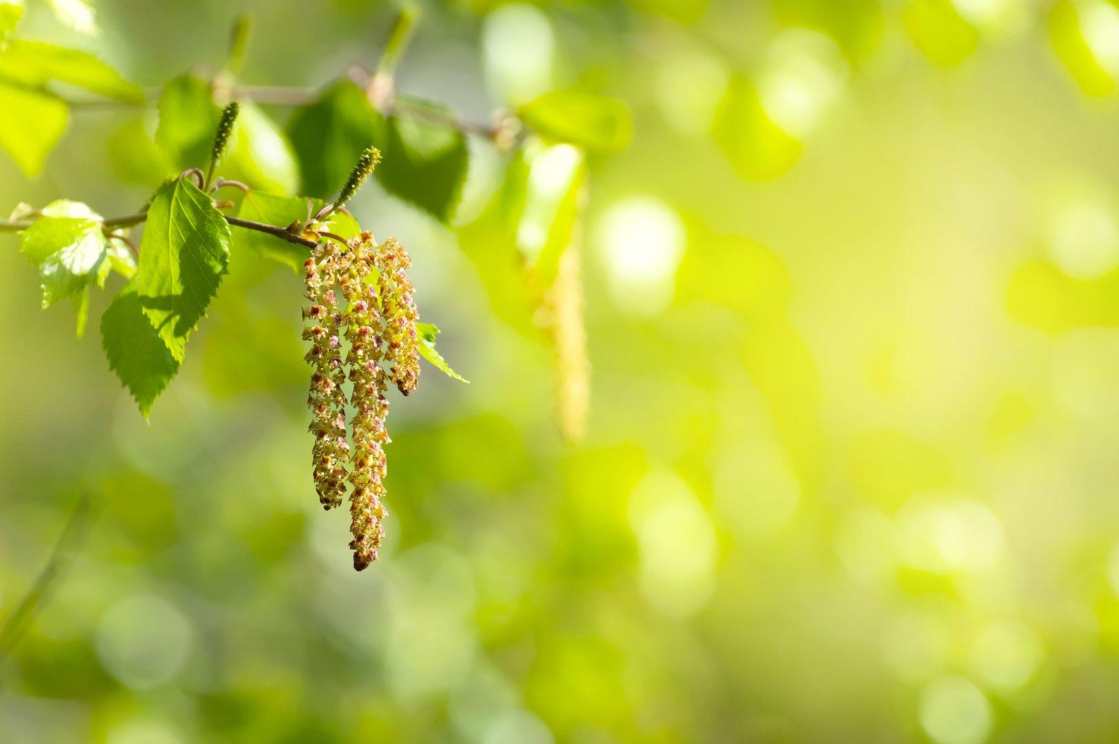 Birke, Weide, Fichte Welcher Baum passt in meinen Garten