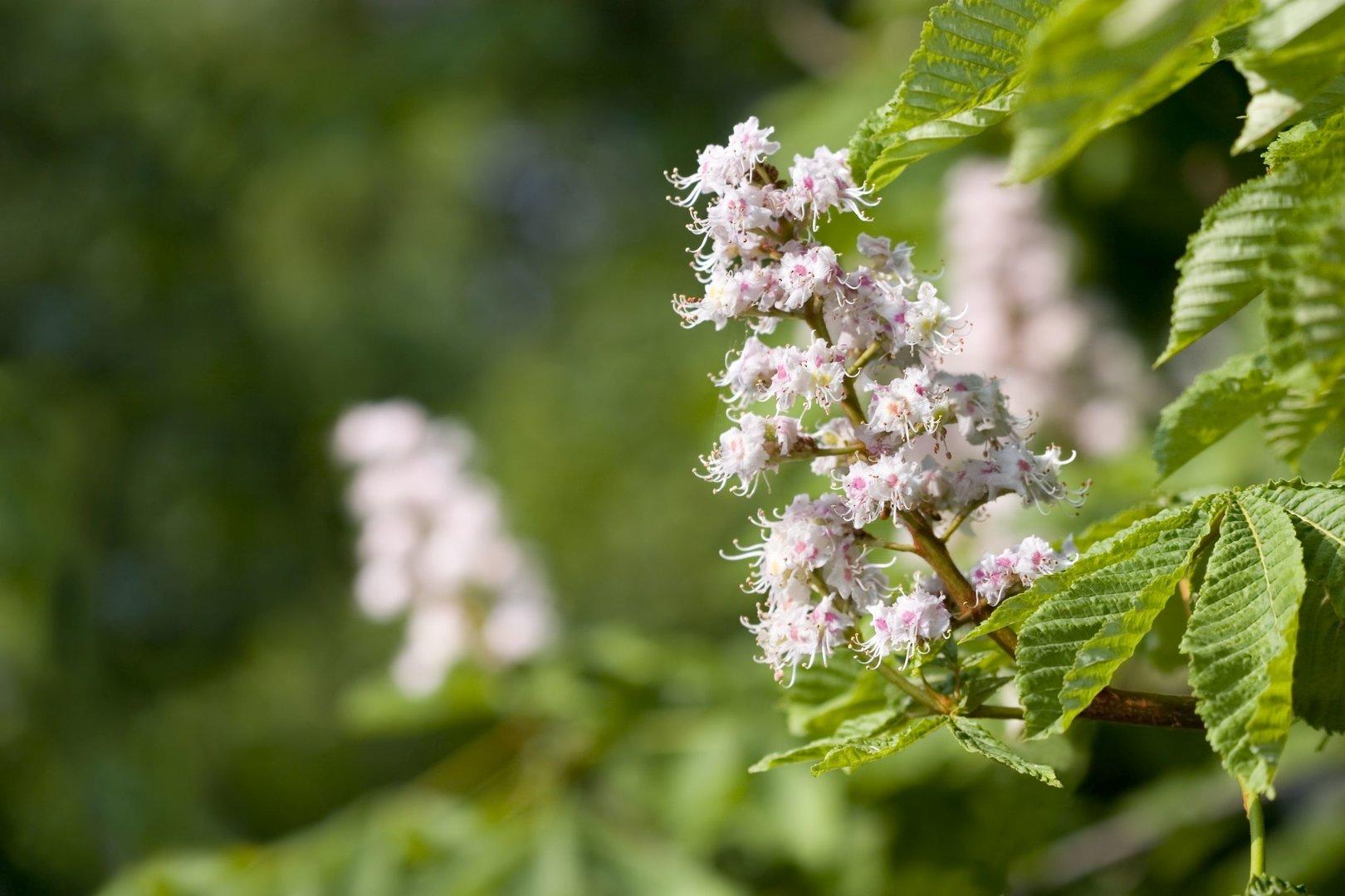 Birke, Weide, Fichte Welcher Baum passt in meinen Garten