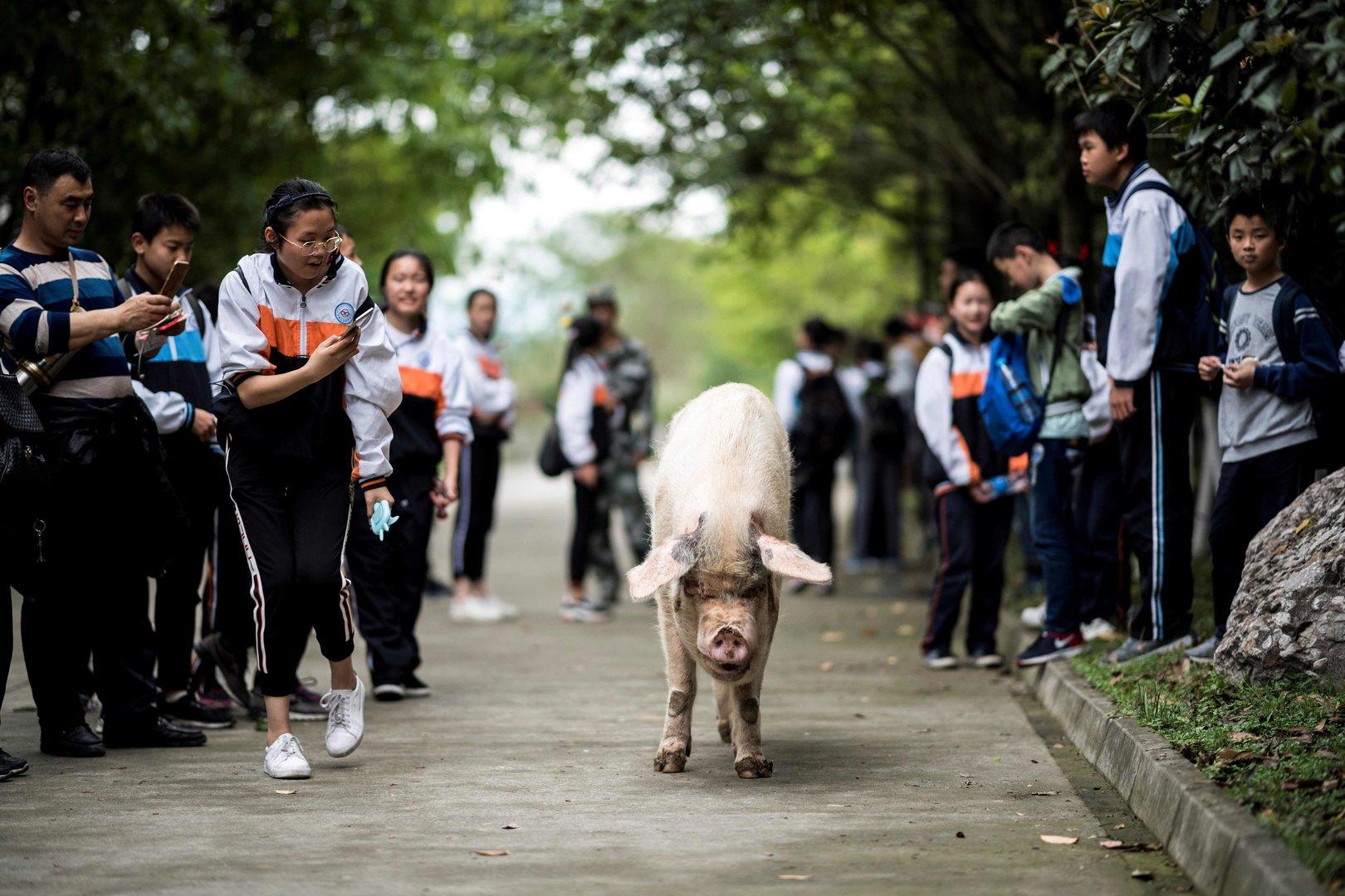Ein Schwein stirbt - und China trauert | kurier.at