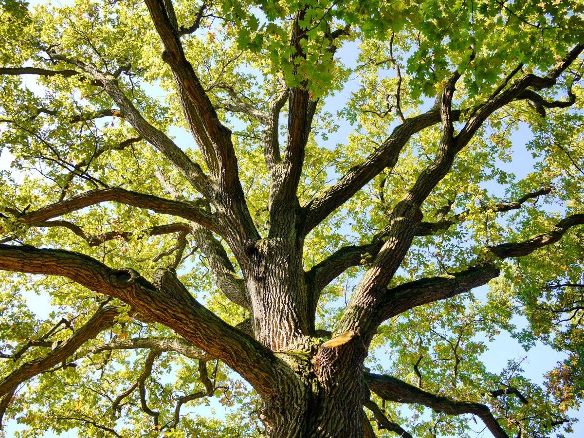 Baum Fällen Niederösterreich Kosten