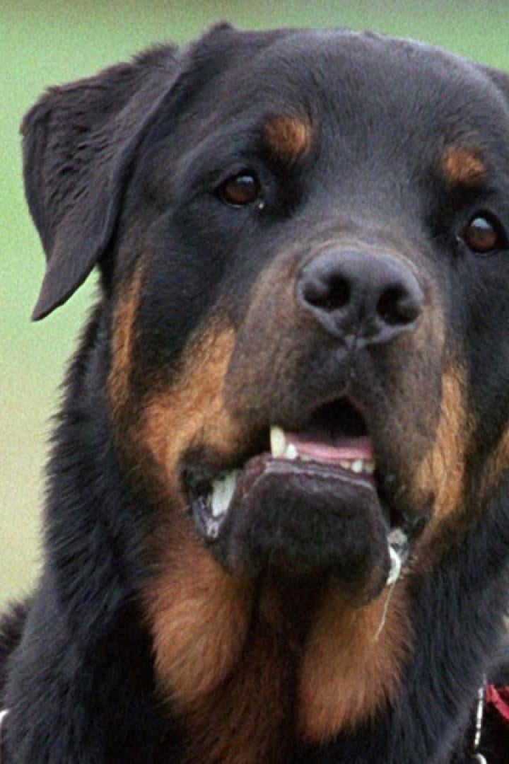 Ein Rottweiler blickt in die Kamera.