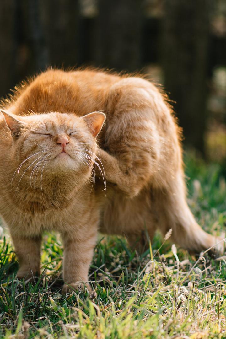 Eine Katze steht in der Wiese und kratzt sich mit der Hinterpfote am Ohr.