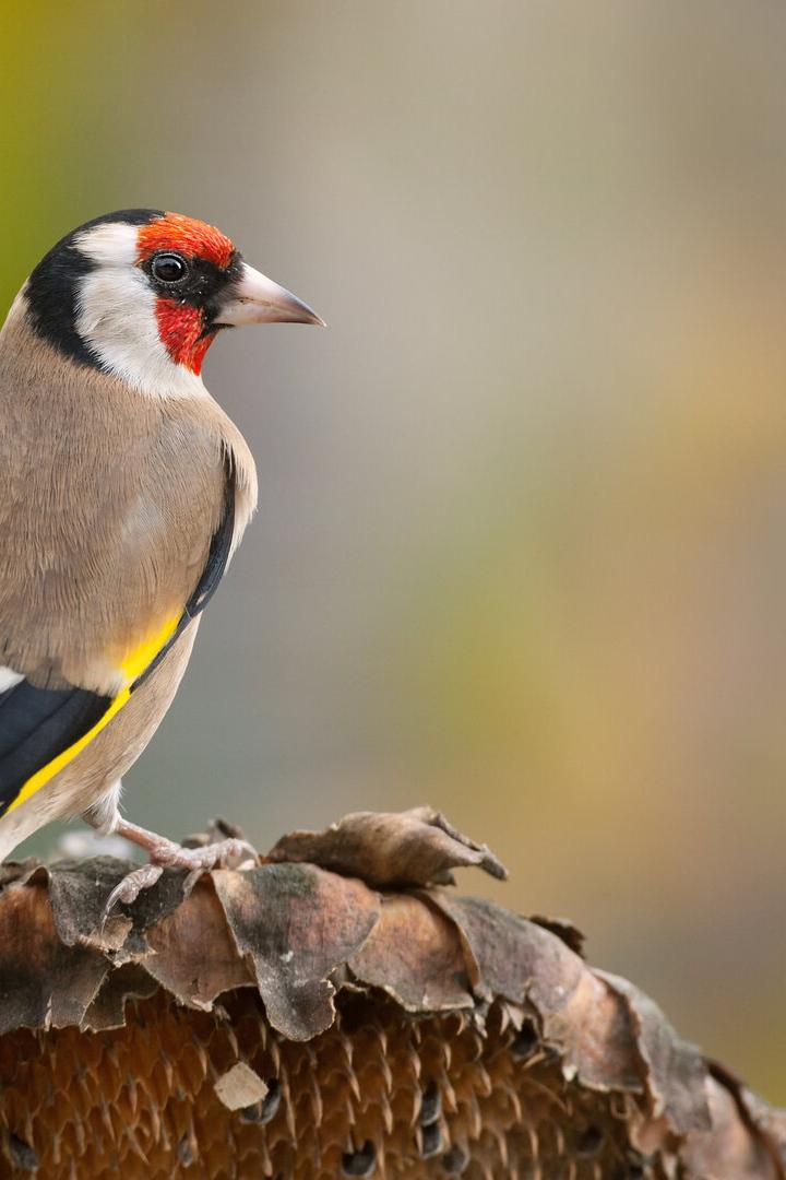 European goldfinch (Carduelis carduelis)