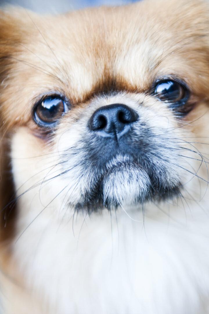 Ein Pekinese schaut in die Kamera.