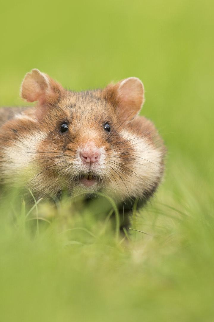 Adorable black bellied hamster in a green grass field