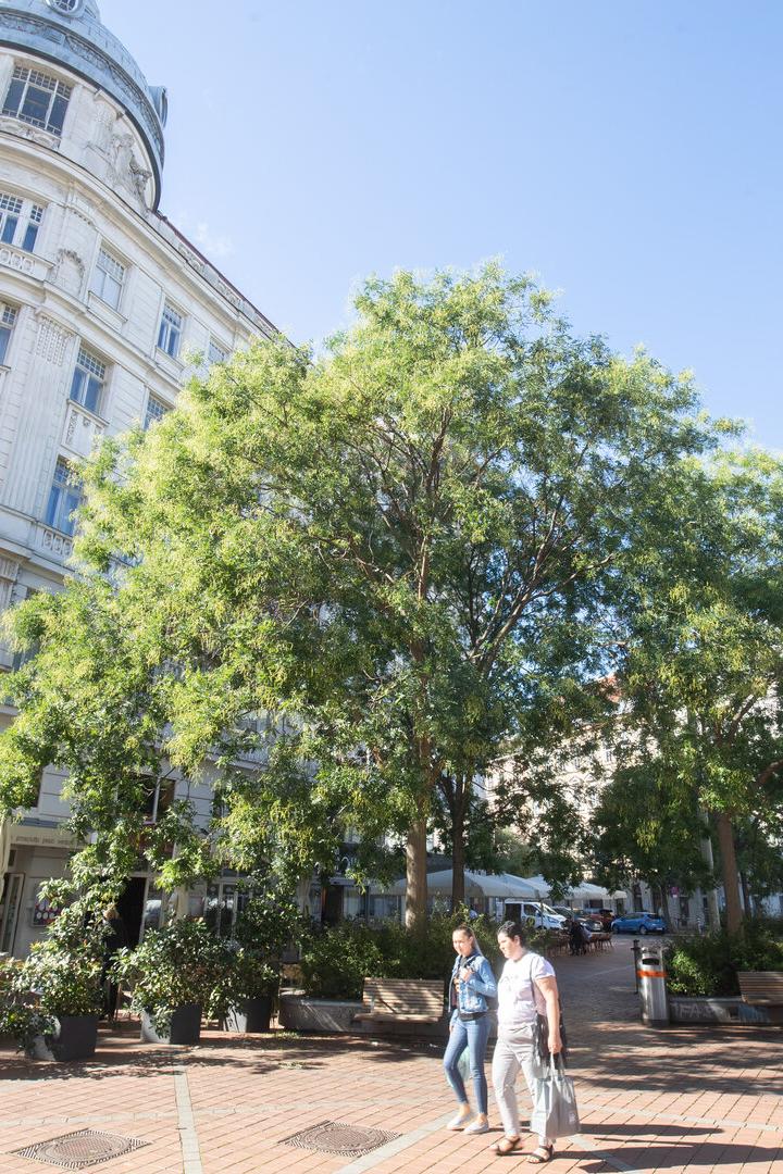 Der Wallensteinplatz lockt mit Kultur und Kulinarik. Die vorbeiführende Wallensteinstraße wird umgestaltet