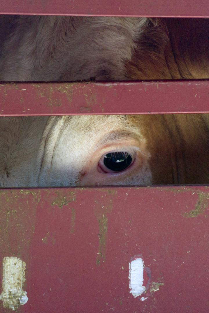 Das Auge einer Kuh blickt durch die Gitterstäbe eines roten Viehwagens.