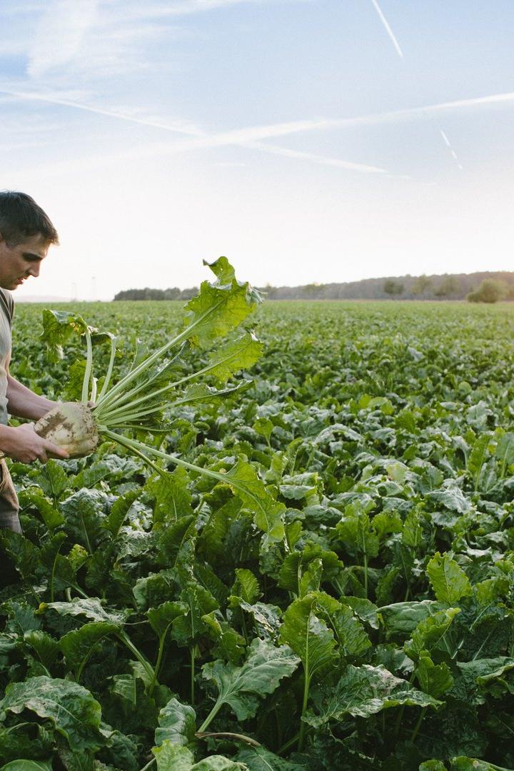 Ein Landwirt steht auf einem Feld und hält eine Zuckerrübe in den Händen.