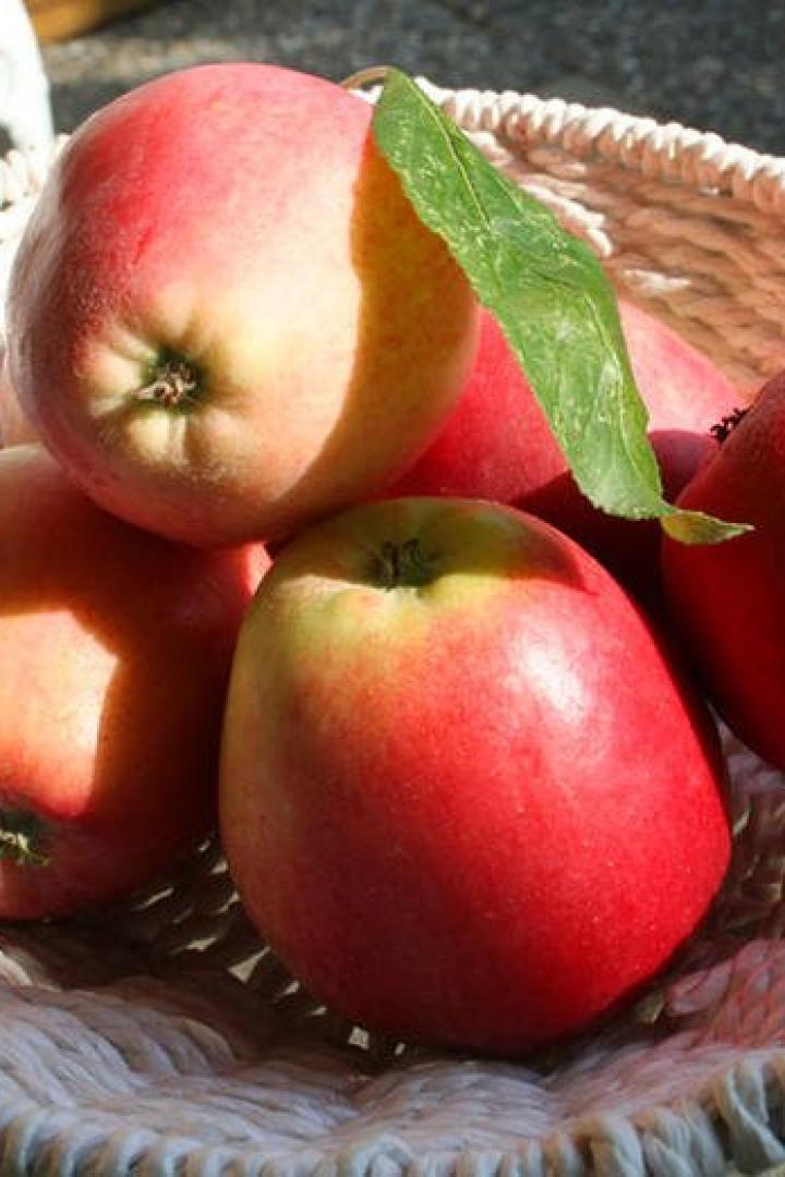 Rote Äpfel liegen von der Sonne beschienen in einer geflochtenen Obstschale