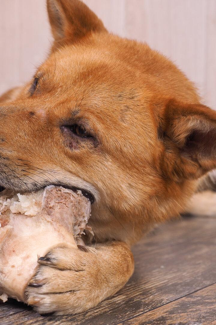 Ein Hund kaut an einem riesigen Knochen.