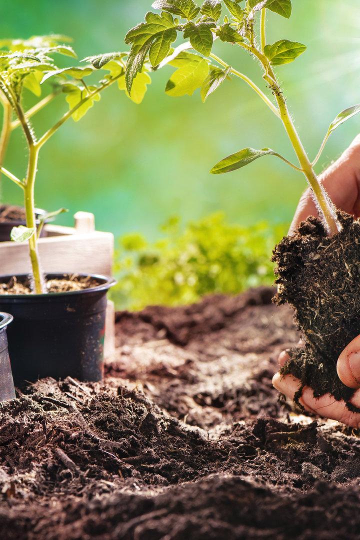 Ein Gärtner pflanzt einen Tomatensämling in die Erde.