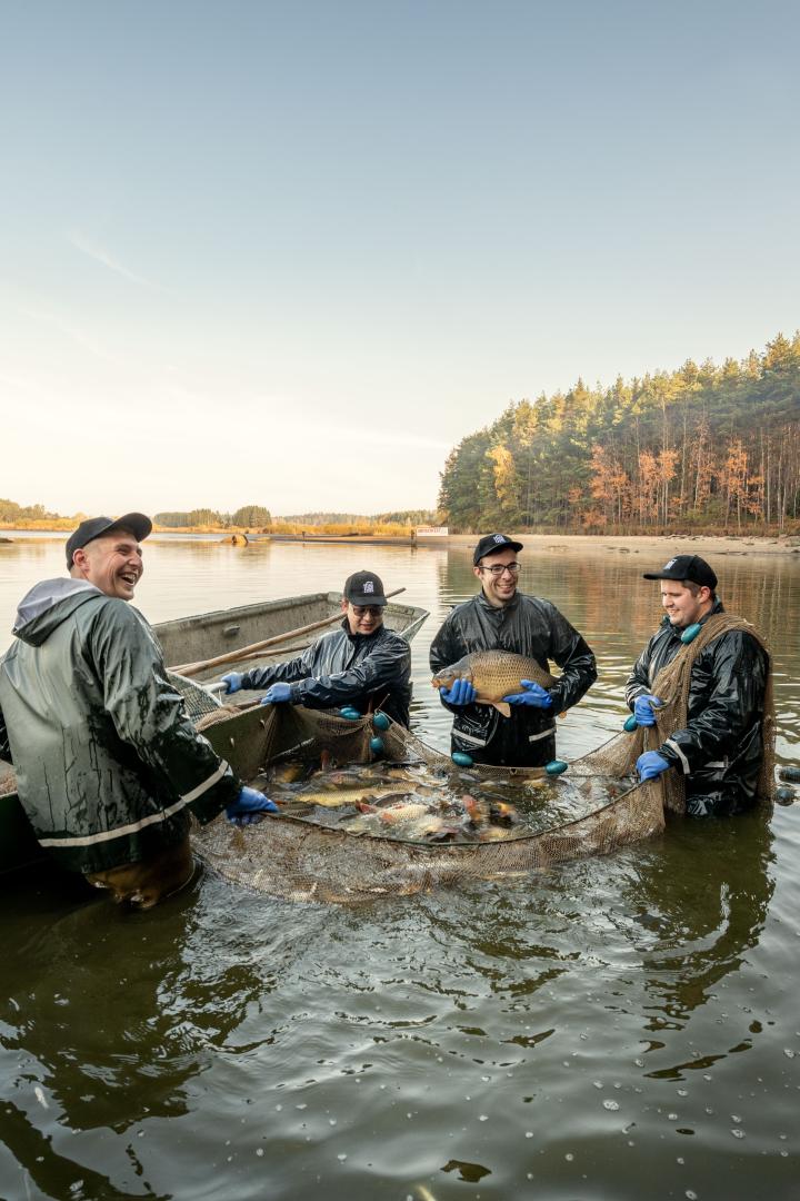 Fischer stehen in einem See und ziehen ein Netz voller Karpfen an Land.