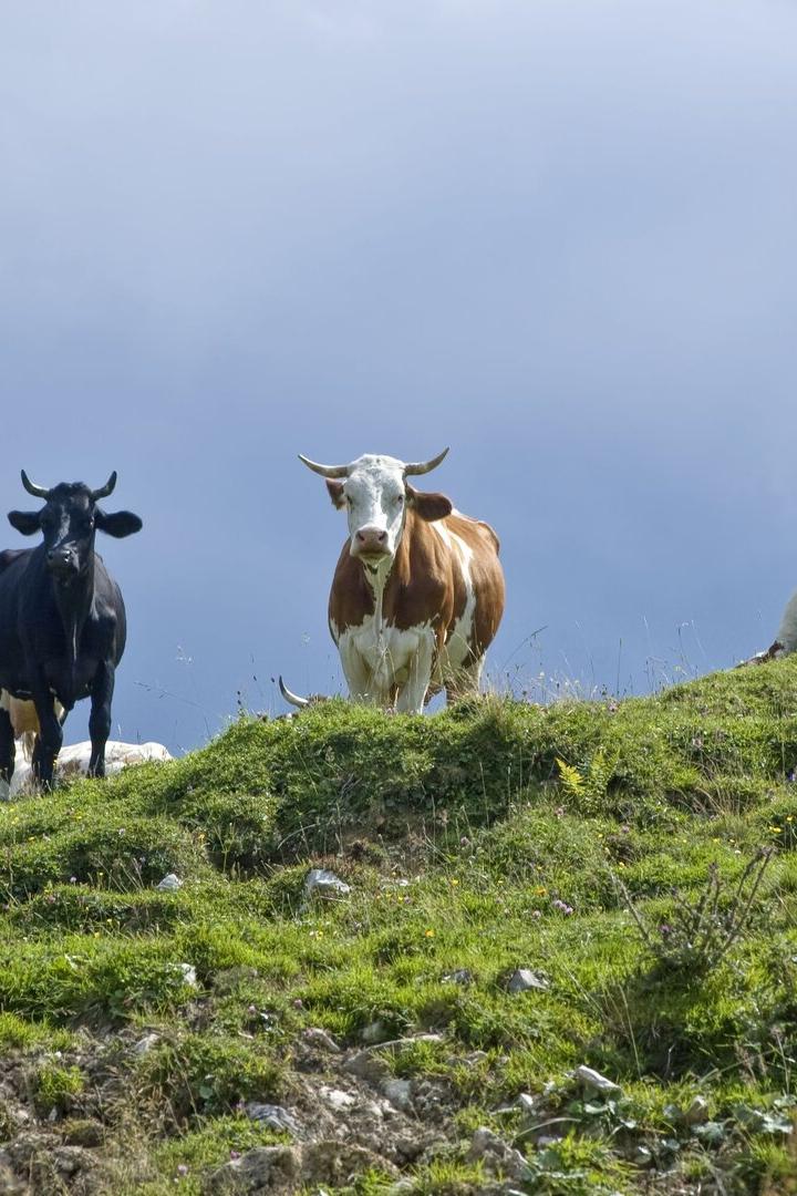 Rinder auf der Alm