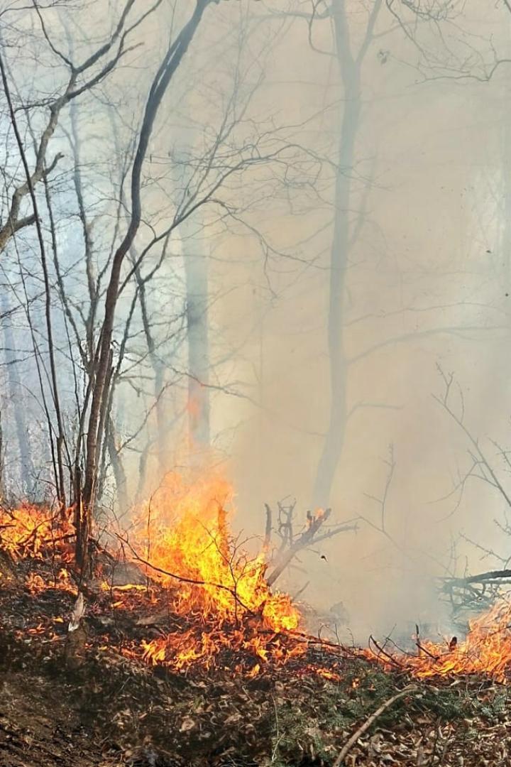 85 Prozent der Waldbrände sind von Menschen verursacht