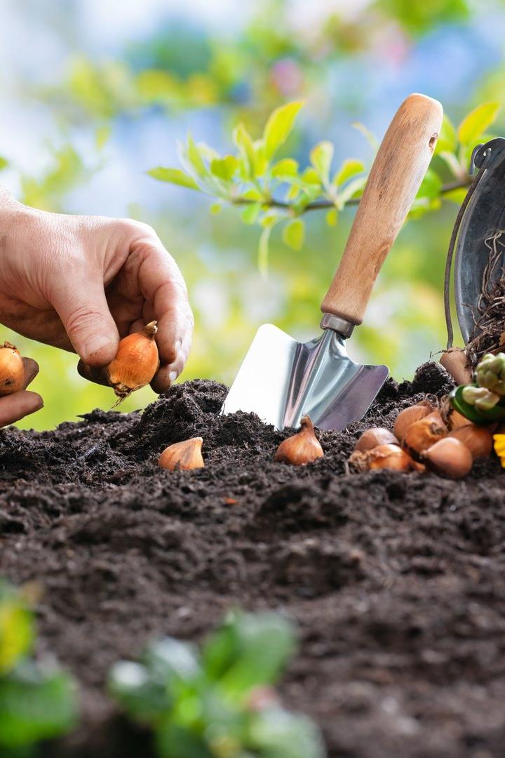 Eine Person pflanzt Blumenzwiebeln in torffreie Erde.