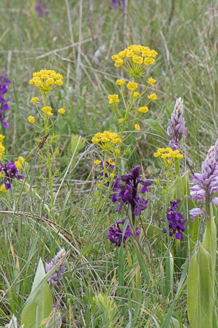 Verschiedene Wildblumen, darunter lila Orchideen und gelbe Doldenblütler, wachsen in einer Wiese.
