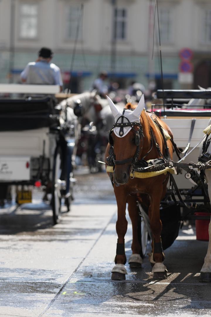 Wien: Zweijährige am Stephansplatz von Fiaker überrollt und verletzt.