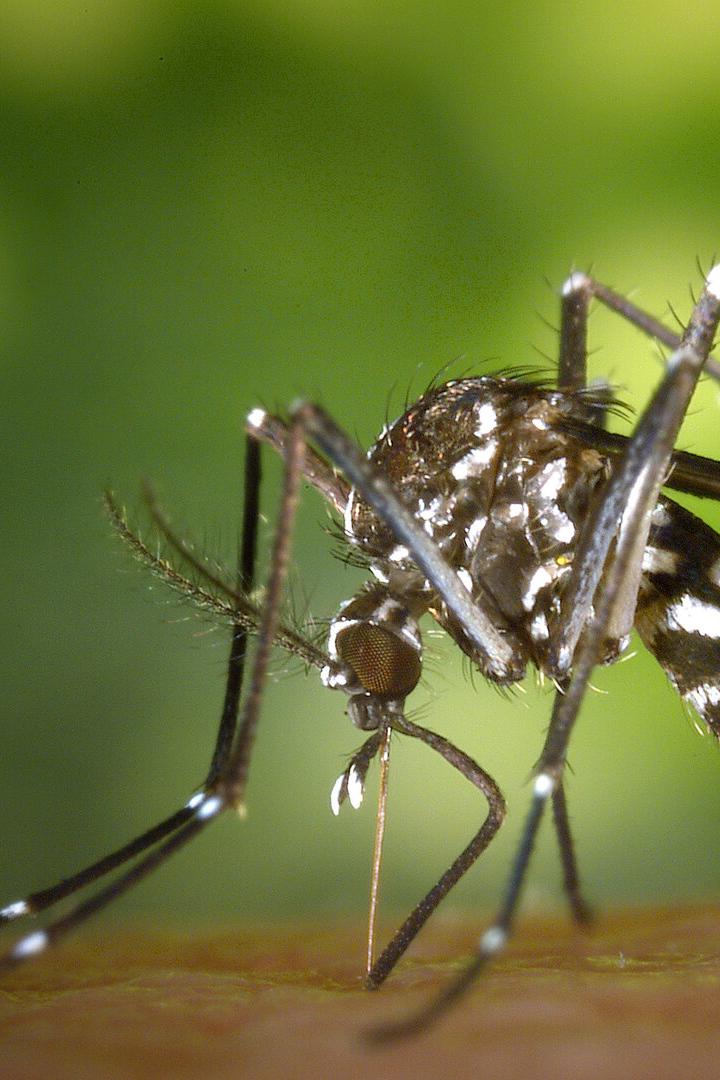 Asiatische Tigermücke.