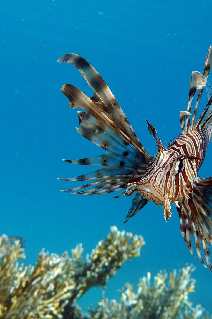 Rotfeuerfisch 