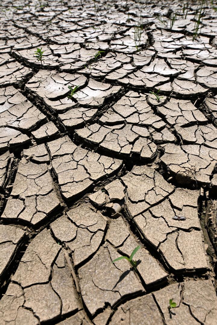 Ausgetrockneter, rissiger Boden mit vereinzelten, kleinen grünen Pflanzen.