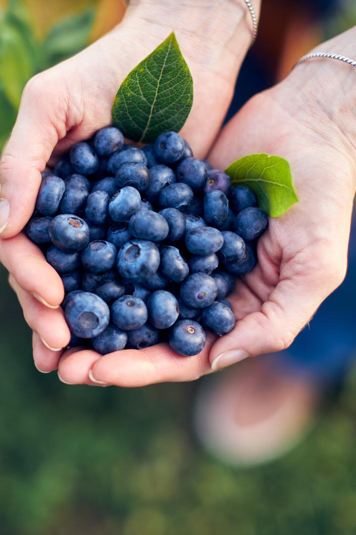 Frau sammelt frische Heidelbeeren.