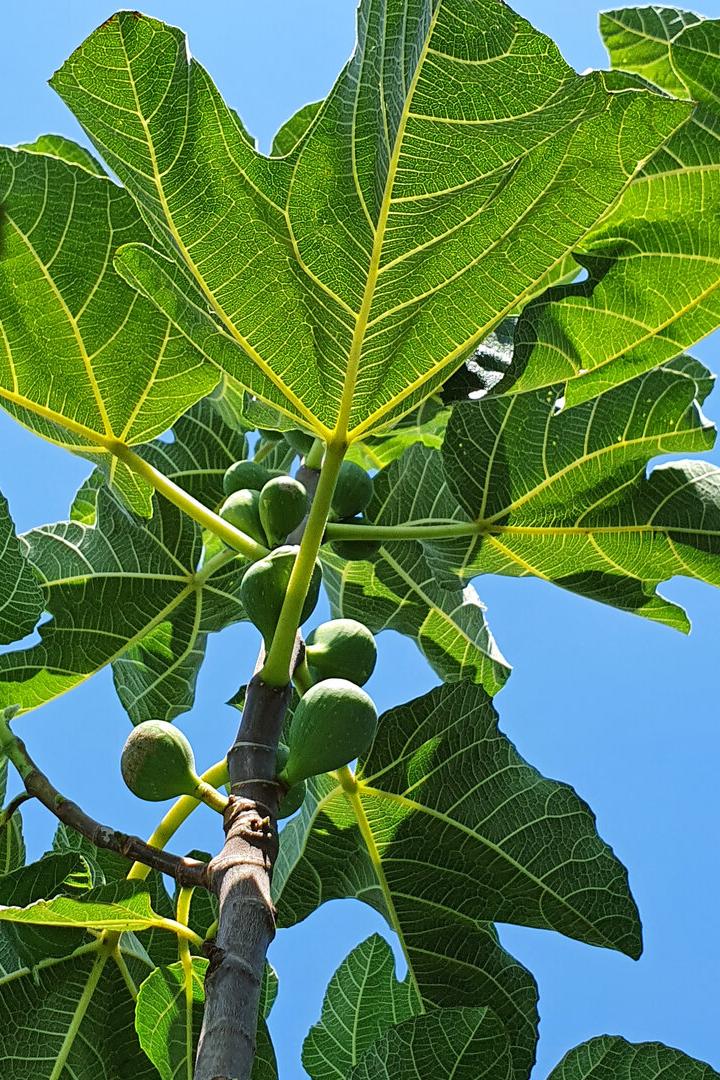 Feigenbaum mit noch grünen Früchten. 