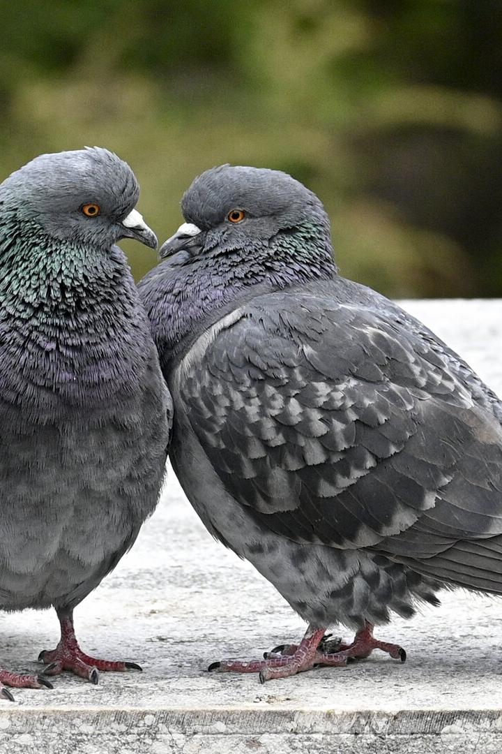 Zwei Tauben stehen auf einer Mauer und schauen einander an.
