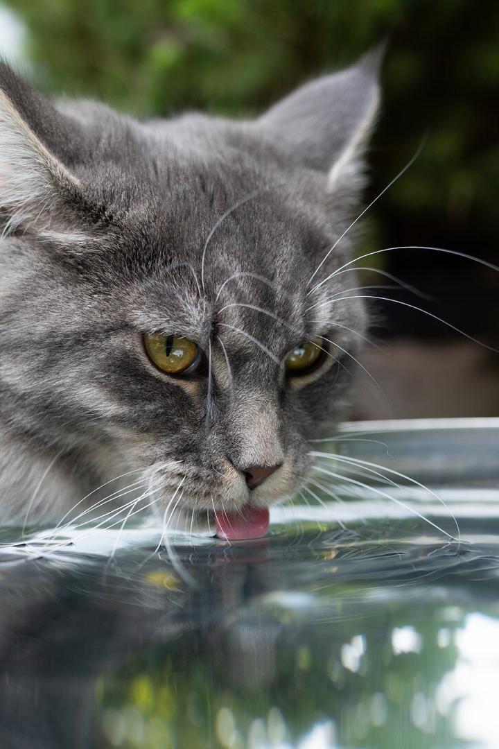 Eine graue Langhaarkatze trinkt im Garten aus einer Regentonne.