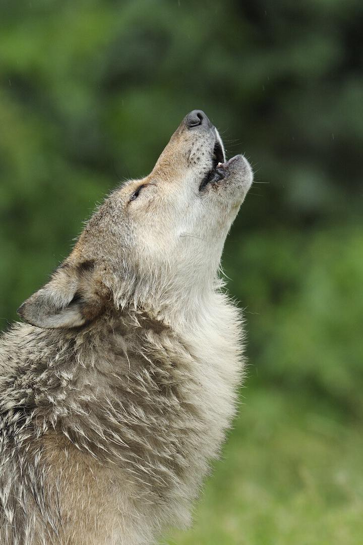 Ein heulender Grauwolf.